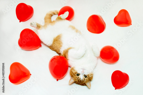 Cute cat is playing with a red heart-shaped balloon on Valentine's day on a white background.