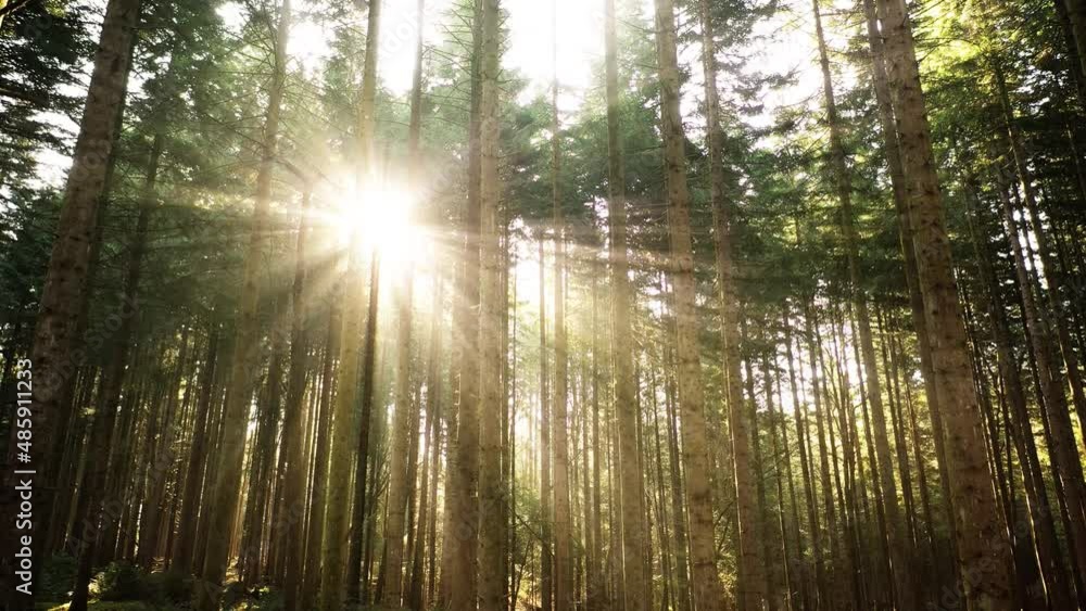 Magical sun rays in beautiful forest landscape. Magical sun rays in beautiful forest landscape.