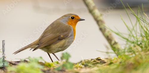 Robins in the forest of Mount Ulia, Euskadi photo