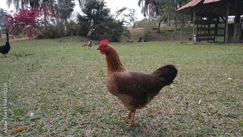 Canvas Print Galinha caipira na grama