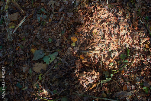 Leaf litter in autumn woods