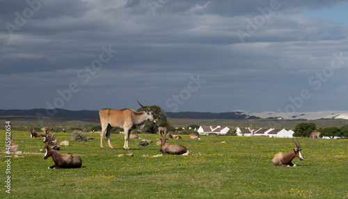 View of De Hoop Nature Reserve antelope sitting on grass in front of Cape Dutch house, Garden Route, Western Cape, South Africa. photo