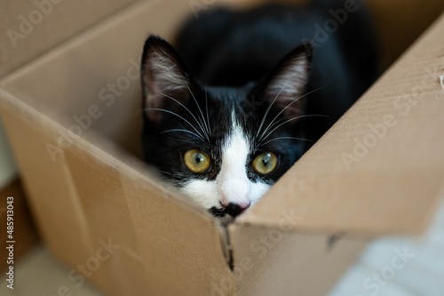 Adorable young cat playing in box