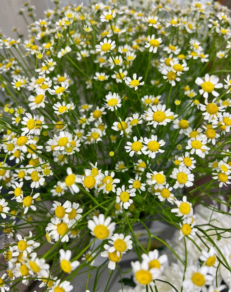 daisies in a field daisies in a field
