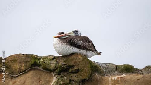 Ein einzelner Pelikan mit gelbem Schnabel sitzt auf einem schwarzen Felsvorsprung in der Bucht von Punihuil auf Chiloe photo