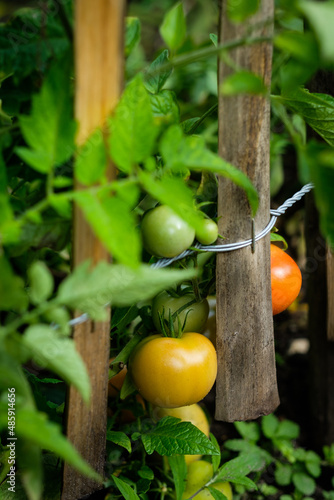 Growing tomatoes in the garden