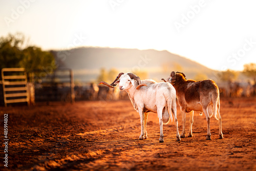 Two billy goats in the yards on a farm in rural Australia at sunrise