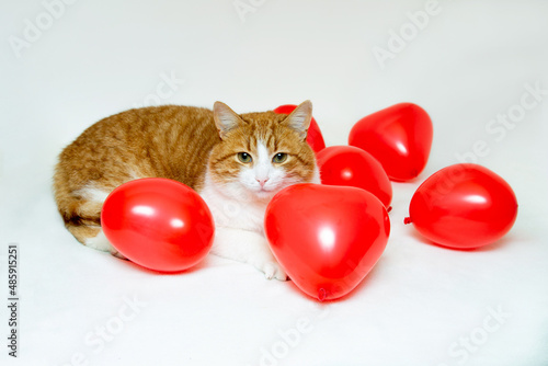 On Valentine's Day, a cat plays with heart-shaped balloons on a white background.