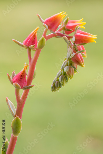 Small group of echeveria flowers