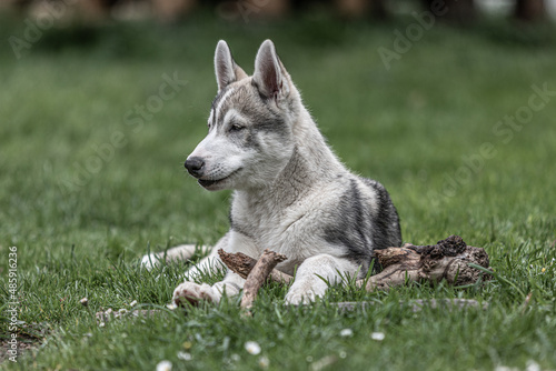 Husky Welpe © Matthias_Haberstock