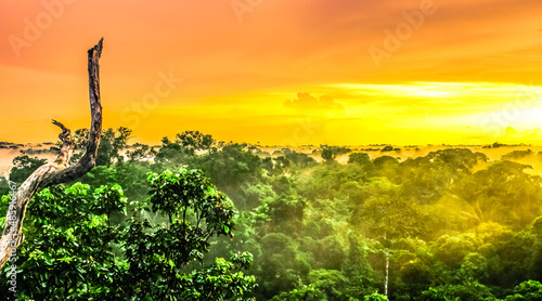Sunset over the trees in the brazilian rainforest of Amazonas photo