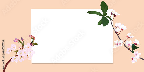 Cherry blossoms and white frame. Background material banner. copy space, vector illustration, graphic, spring flower, pink, beige, green, website, banner, header, sign, greeting card