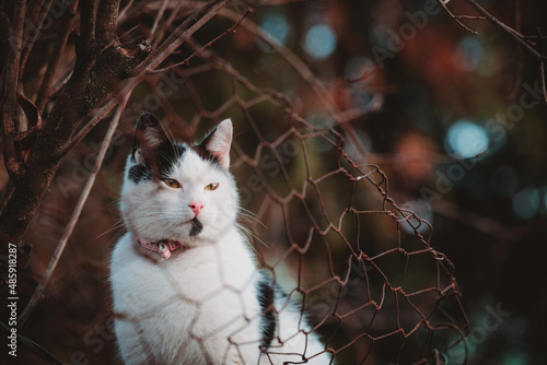 White cat portrait