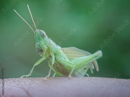 grasshopper on a leaf © Murhan