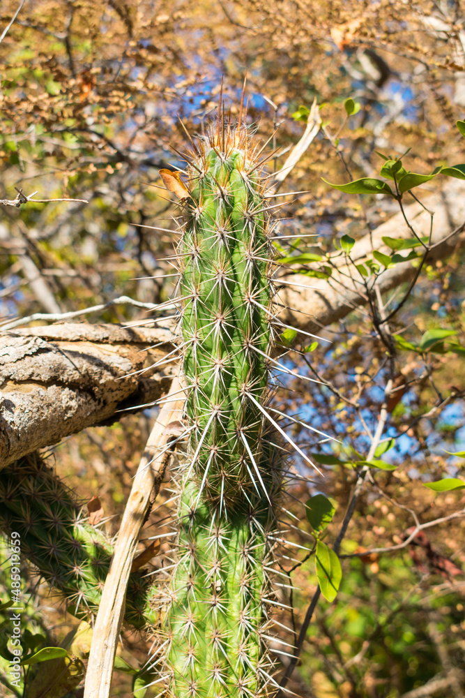 Xique xique cactus (Pilosocereus gounellei) in the caatinga forest - Oeiras, Piaui (Northeast Brazil)