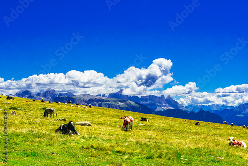 Brown cows on alpine pastures in summer . Alpe di Siusi, South Tyrol - Italy photo