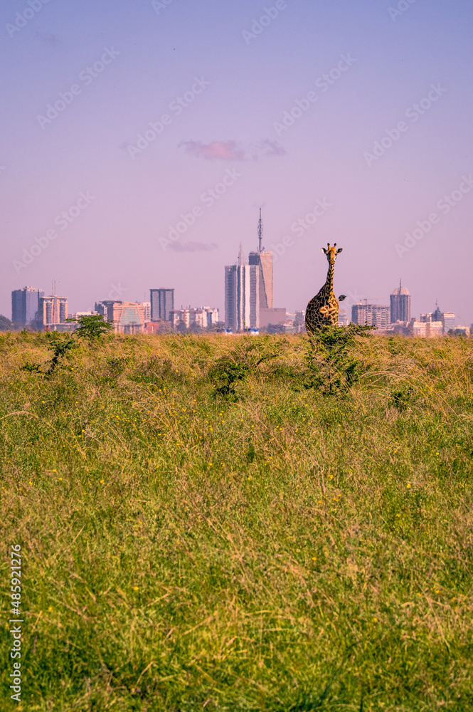 Beautiful view of a Masai giraffe standing in the savannah grasslands in front of the skyline of Nairobi, Nairobi National Park, Kenya - obrazy, fototapety, plakaty 