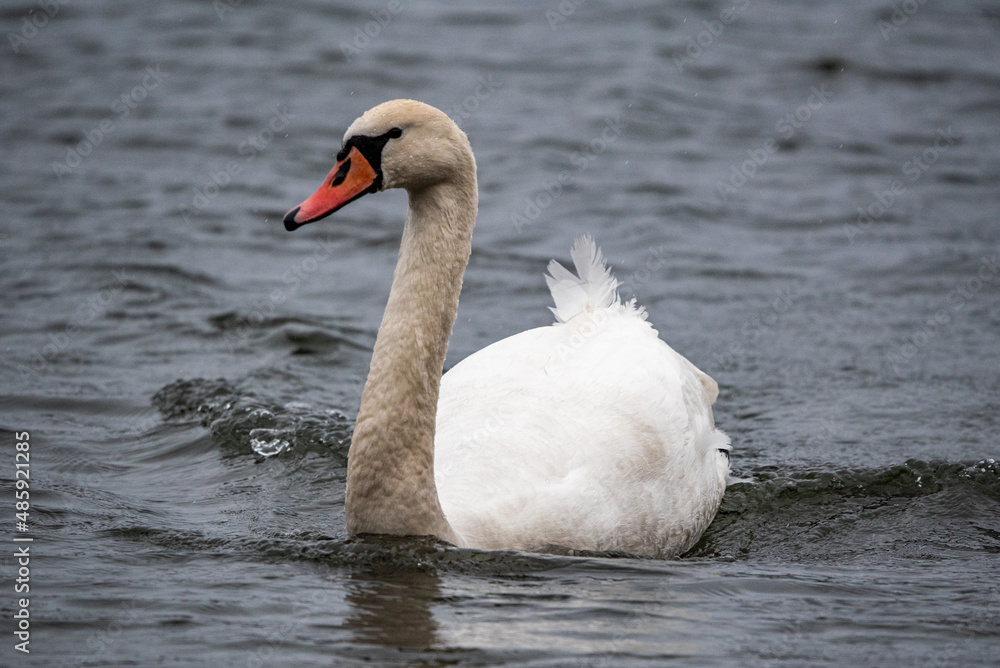 Fototapeta premium swan on the lake, white