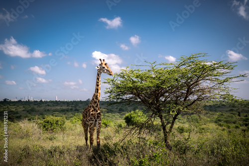 View of a Masai giraffe eating from a whistling thorn acacia in the savannah of the Nairobi National Park near Nairobi, Kenya