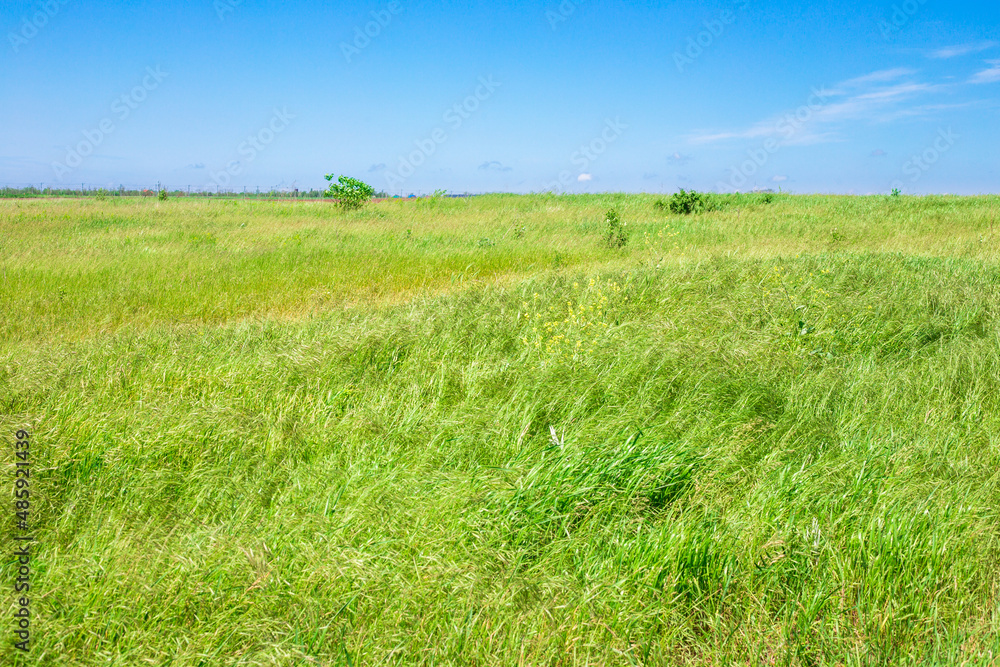 Obraz premium A field of green grass swaying in the wind against a blue sky on the horizon. Rural calm landscape