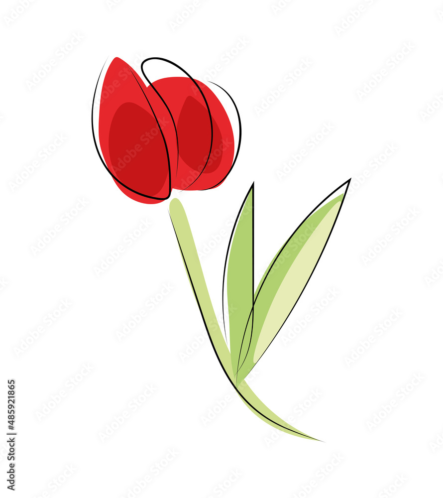 Czerwony tulipan - obrazy, fototapety, plakaty 