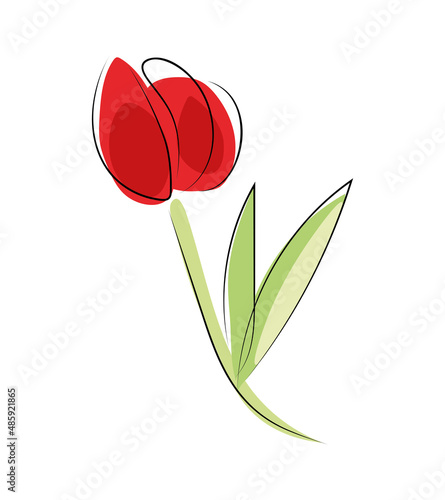 Czerwony tulipan #485921865