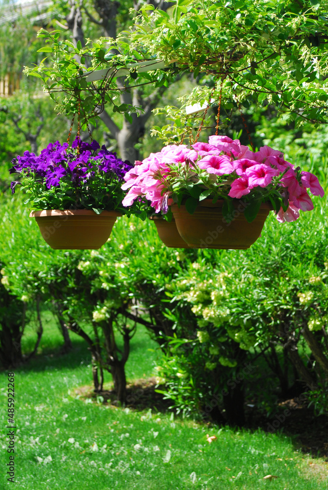 flower pots decorate in garden
