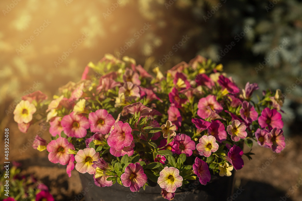 Blooming garden flower with violet petals in summertime close-up photography. Blooming garden flower with violet petals in summertime close-up photography.