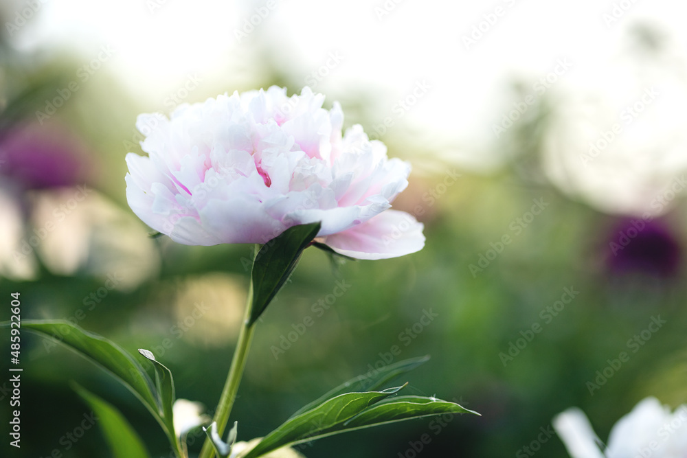 Fototapeta premium pink peony in a summer flower bed close-up