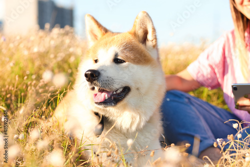 Funny Akita Inu dog with ow...