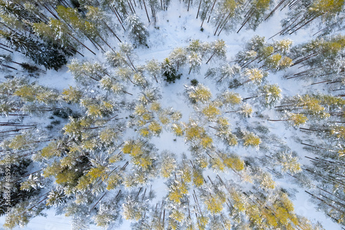 aerial view forest tundra taiga forest in winter on a sunny frosty day in siberia trees top down pines. High quality photo