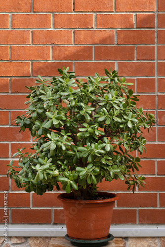 a huge crassula flower in a pot against the background of a brick wall © Anna