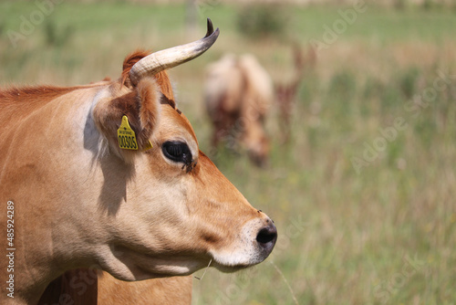 Jersey cow on grassy field during nice summer day. Closeup of a cow standing on field.