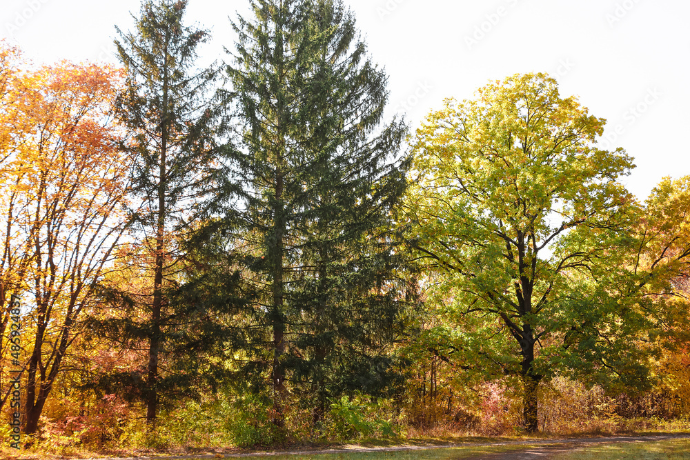 View of different trees in autumn park