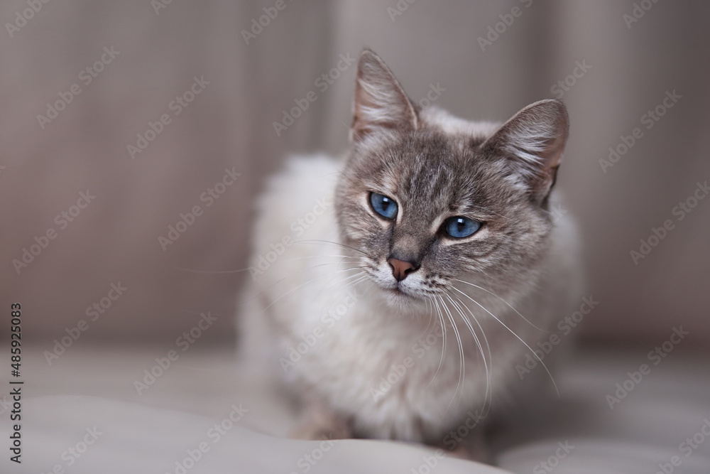 siamese cat on a light blurry background