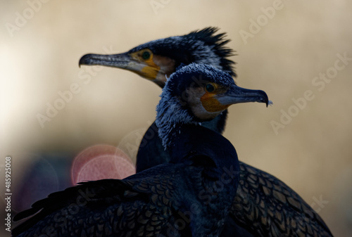 Cormorans à Paris sur les quais de Seine