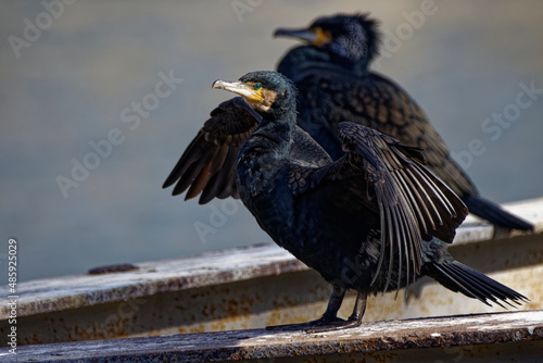Cormorans à Paris sur les quais de Seine