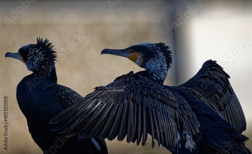 Cormorans à Paris sur les quais de Seine