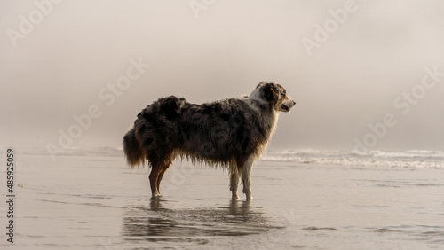 The Dog on the Beach

