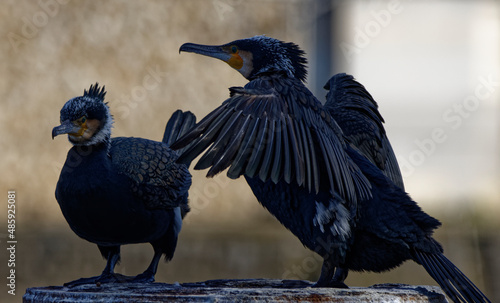 Cormorans à Paris sur les quais de Seine
