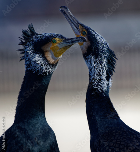 Cormorans à Paris sur les quais de Seine