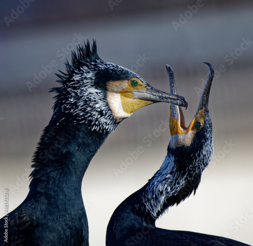 Cormorans à Paris sur les quais de Seine