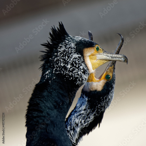 Cormorans à Paris sur les quais de Seine