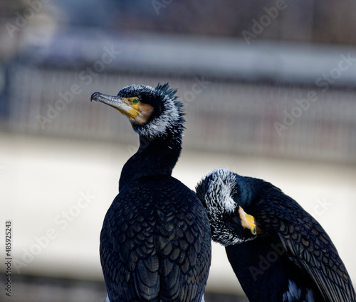 Cormorans à Paris sur les quais de Seine