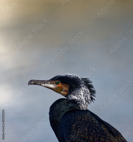Cormorans à Paris sur les quais de Seine