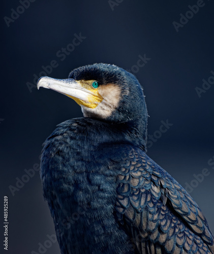 Cormorans à Paris sur les quais de Seine