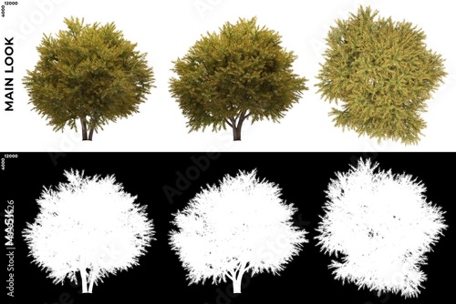 3D Rendering of Front, Left and Top views of Tree (Chamaecyparis Pisifera) with alpha mask to cutout and PNG editing. Forest and Nature Compositing.