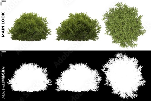 3D Rendering of  Front, Left and Top views of Tree (Chamaecyparis Pisifera) with alpha mask to cutout and PNG editing. Forest and Nature Compositing. photo