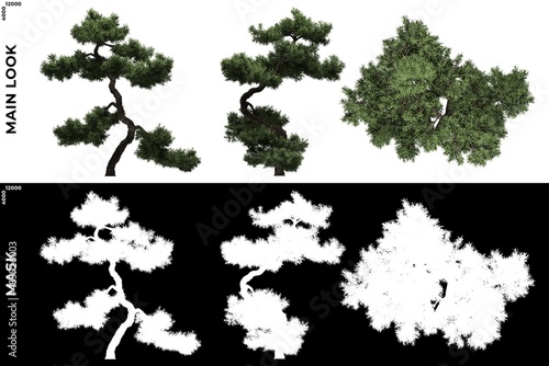 3D Rendering of  Front  Left and Top views of Tree  Juniperus Communis  with alpha mask to cutout and PNG editing. Forest and Nature Compositing.
