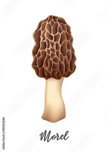 Morel Mushroom on white background, natural food ingredient, realistic vector illustration